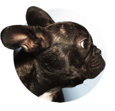 frenchbull frenchbull