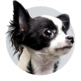 papillon papillon